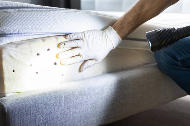 Trusted Williamston, NC Pest Control Experts