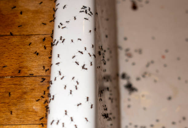 Best Wasp Removal Services  in Williamston, NC