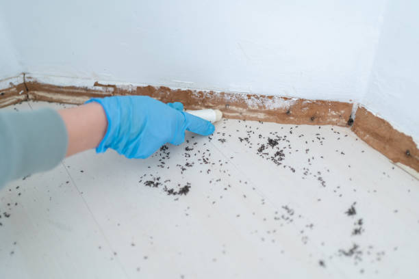 Best Bed Bug Extermination  in Williamston, NC